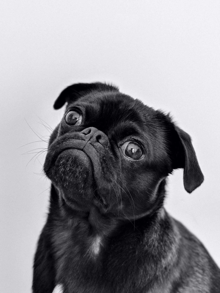 Black pug dog looking up with curious expression against a plain white background